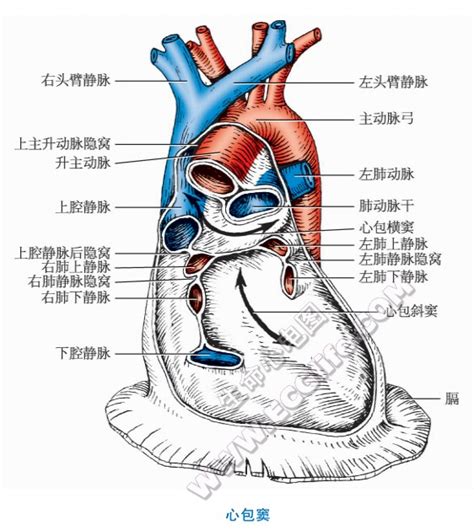 心包腔位於